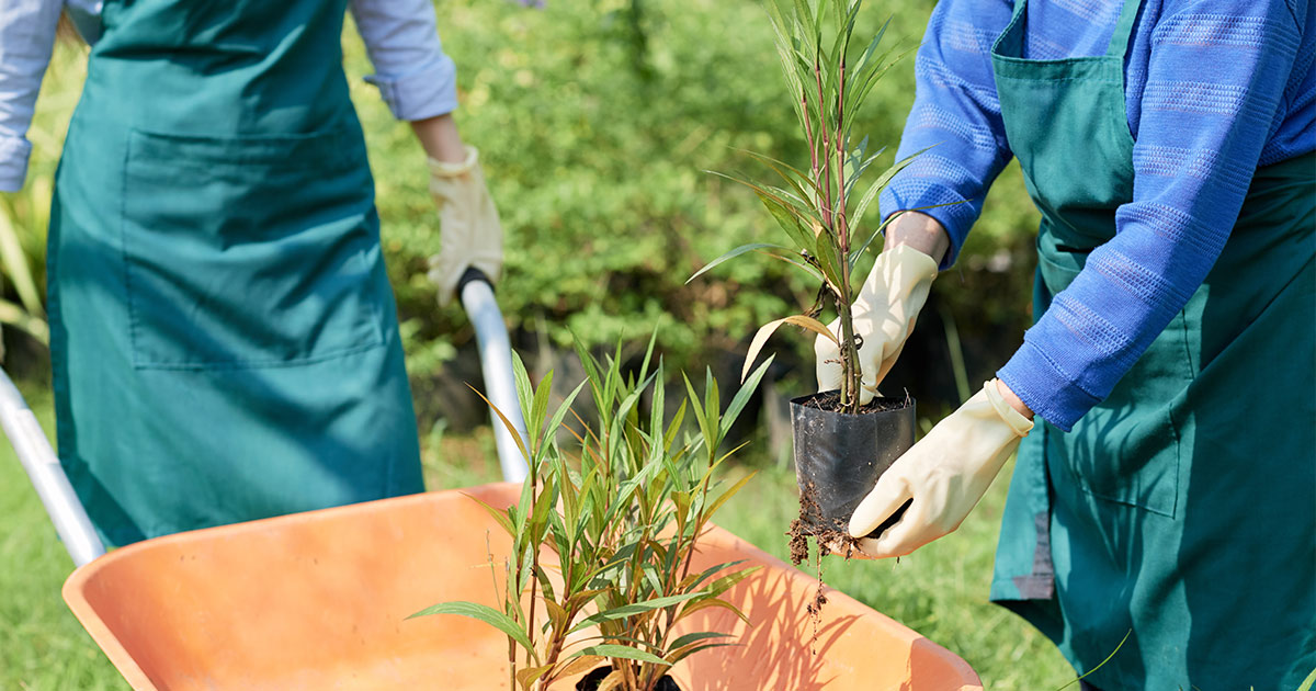 Embrace all things green in Logan City!