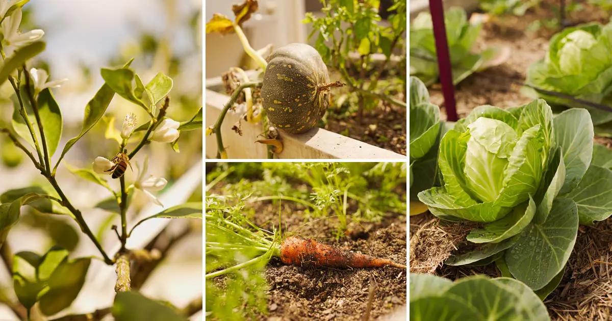 Community garden tips for springtime planting