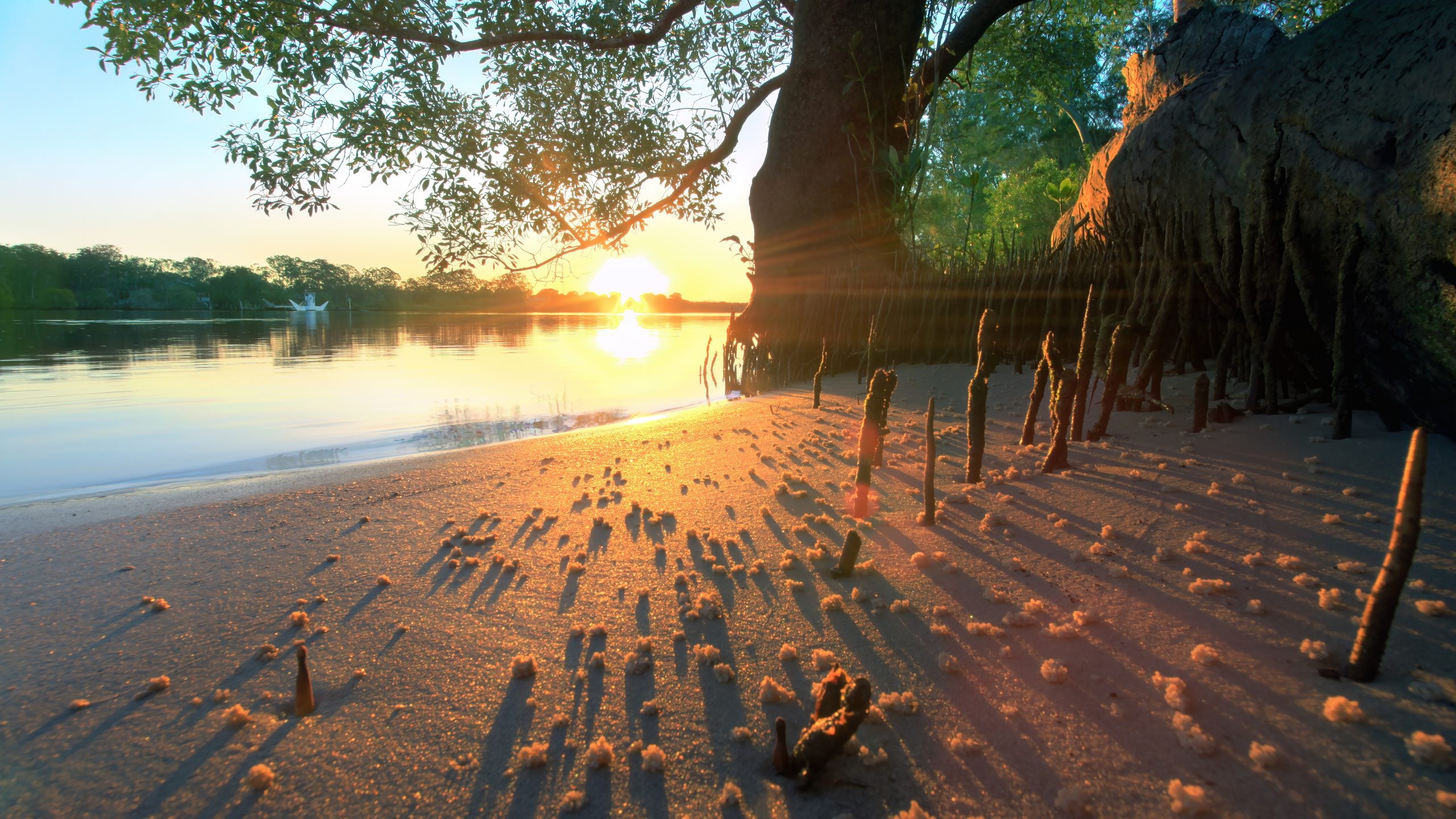 Sunset Over The,Noosa River Everglades